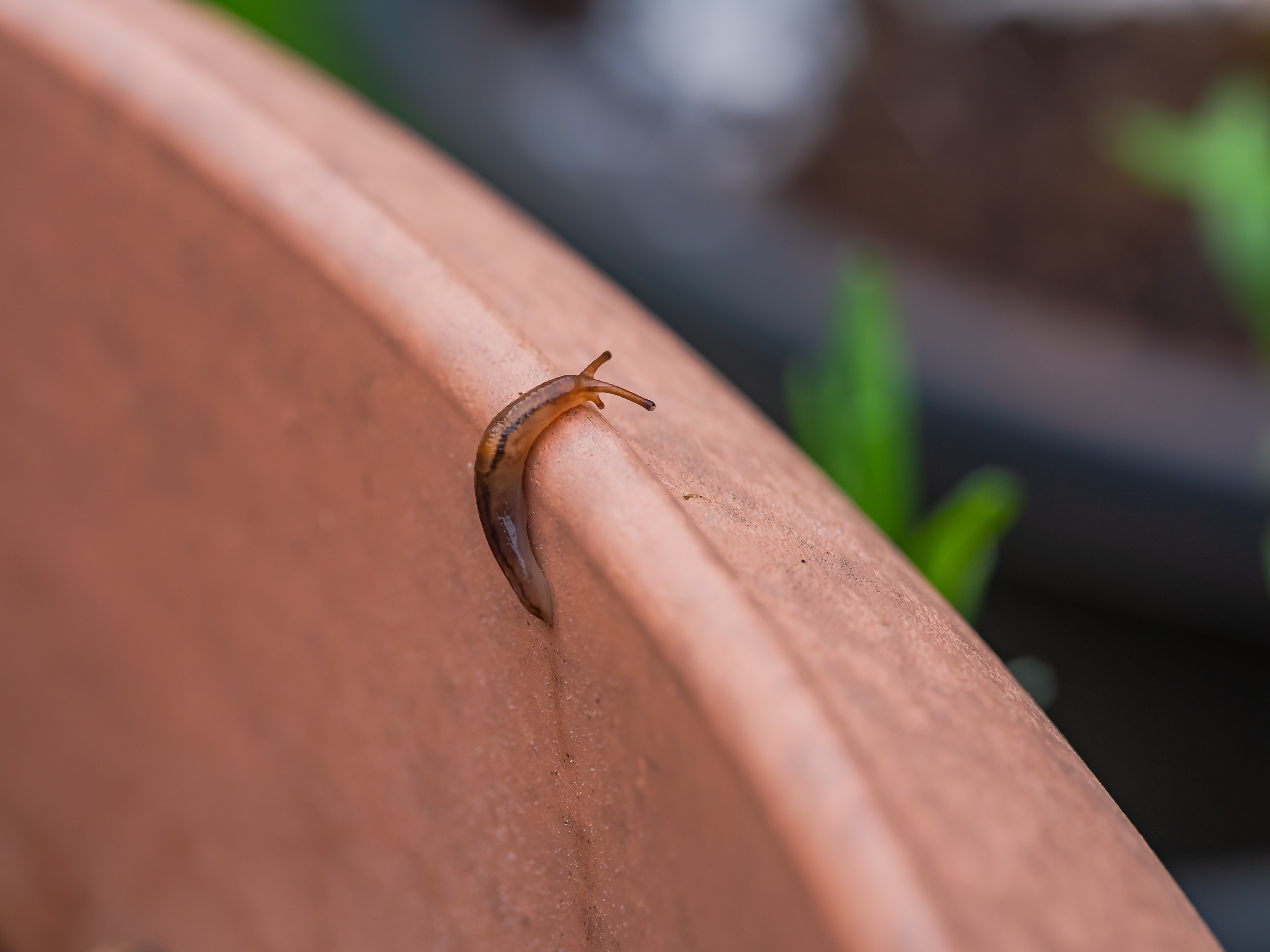 A slug crawling up the edge of a garden pot