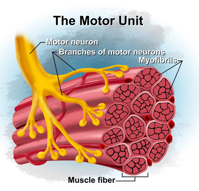 The motor unit