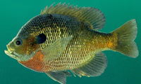 Bluegill