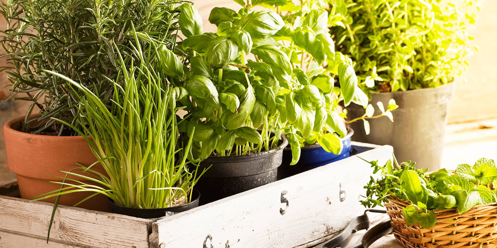 Potted herbs