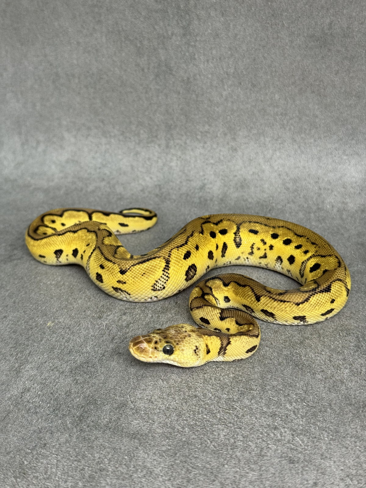 Leopard Pastel Clown Het Desert Ghost