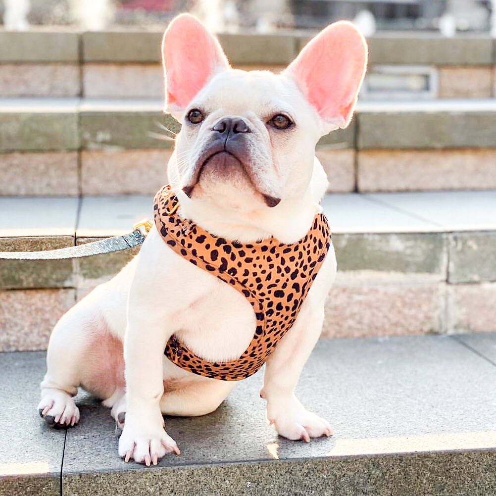 is a collar or harness better for a french bulldog