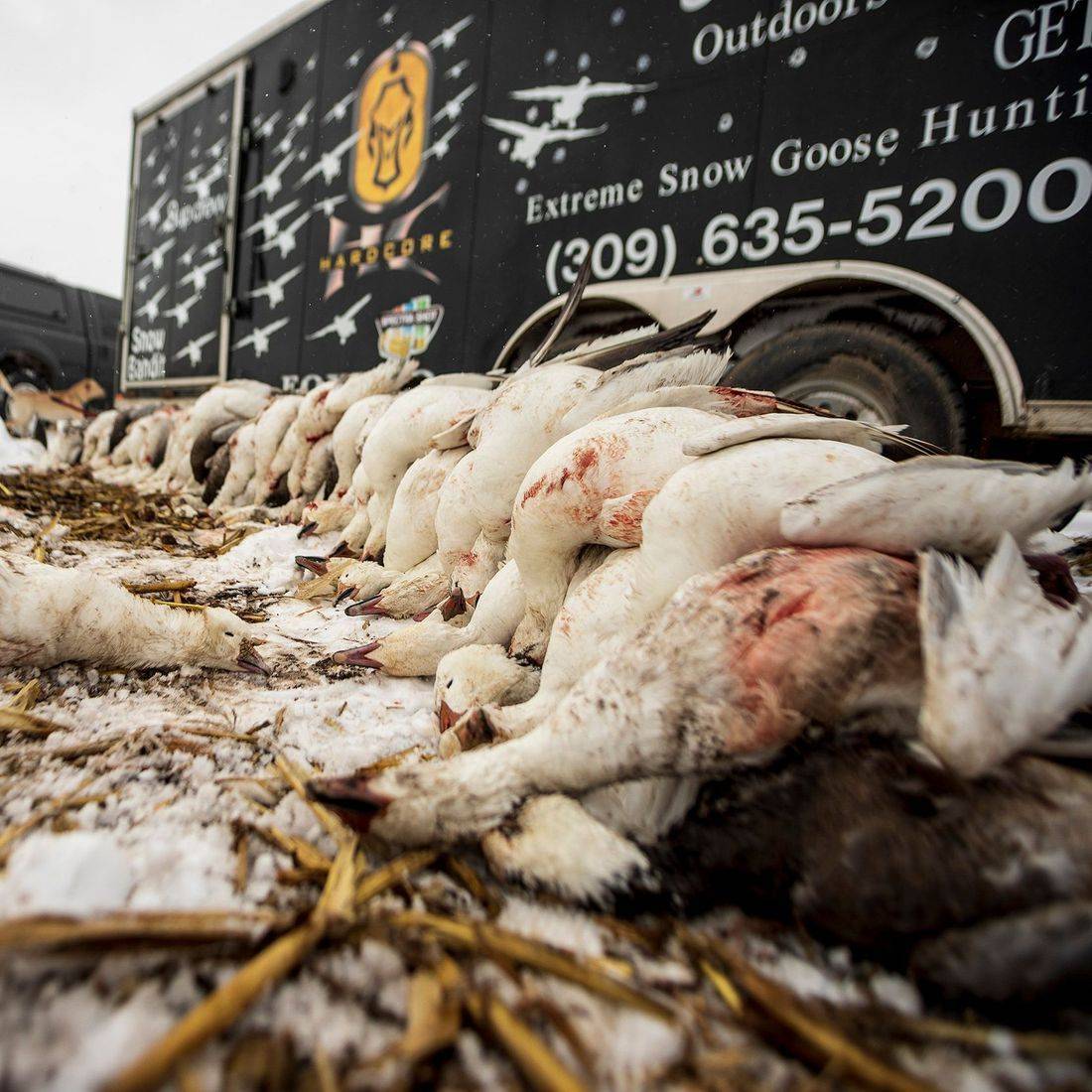 Spring Snow Goose Hunt with Lodging