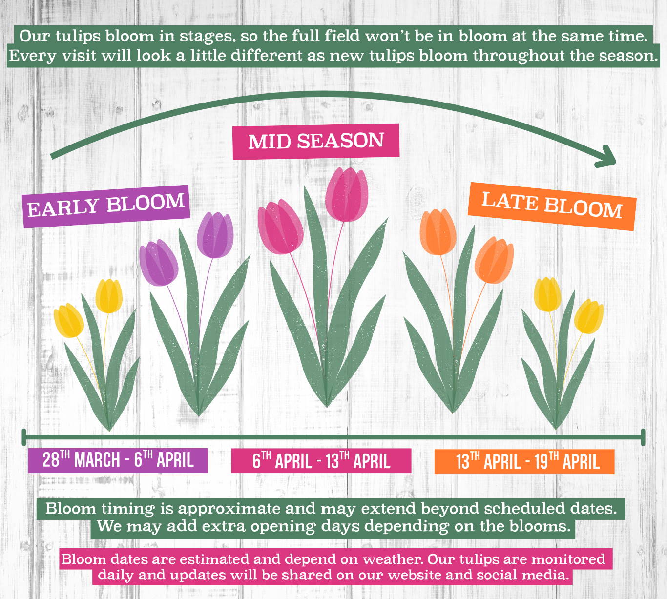 Experience Tulip Fest 2026 - the South West’s original and largest tulip festival. Explore over 500,000 blooms, 60 vibrant varieties, stunning photo spots, family-friendly entertainment, and a touch of Holland in the heart of Devon. Don’t miss this spectacular spring event!