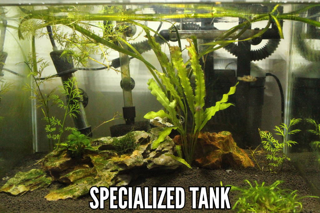 Specialized Substrate Tank