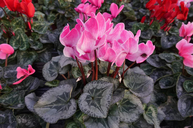 pink flowering cyclamen