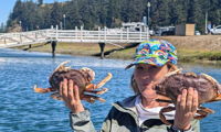 Dungeness Crab
