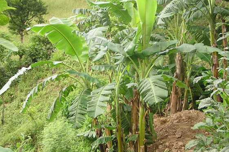 banana1.jpg