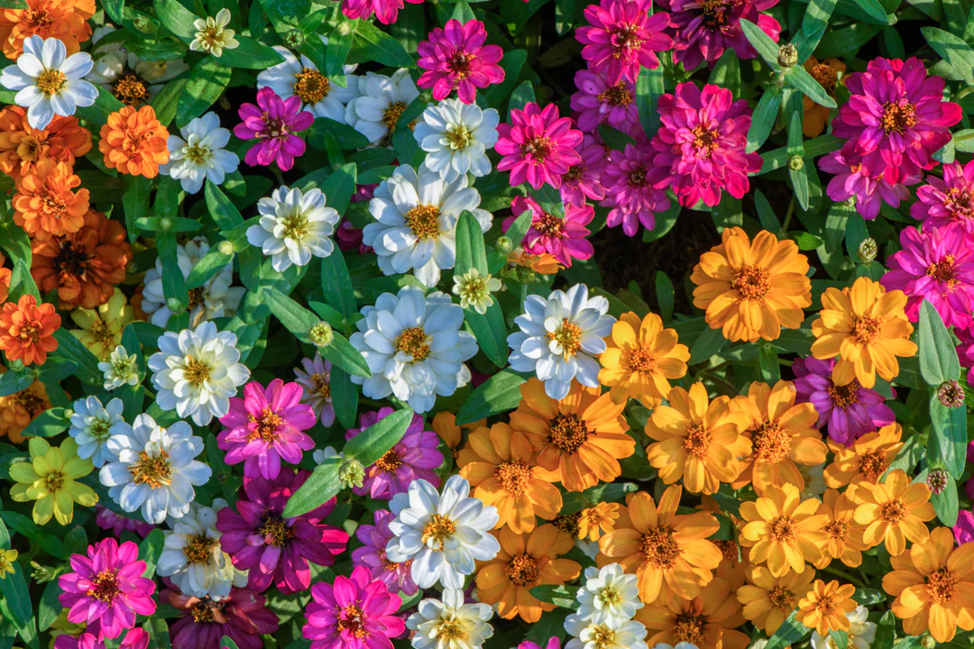 Background of white, yellow, pink, and orange flowers with yellow centers