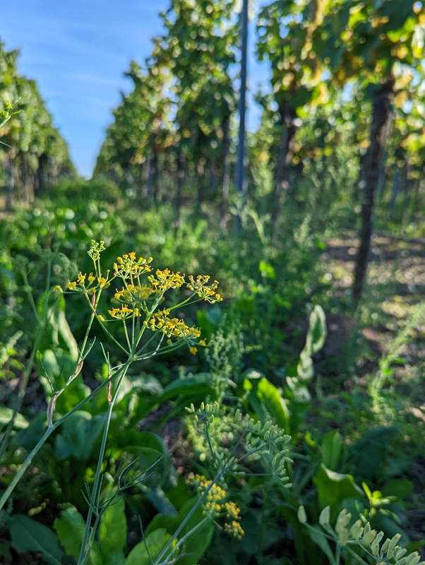 herbe vigne biodynamique