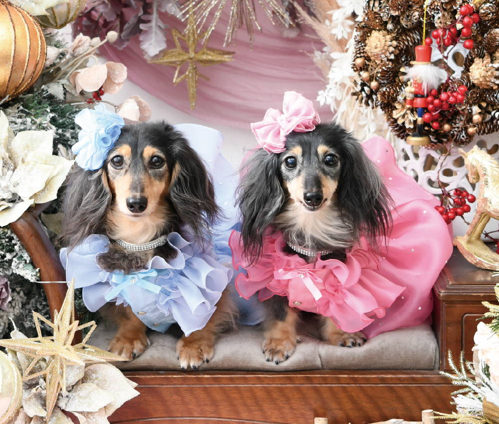 Luxebirdie（リュクスバーディ）|小型犬とのリュクスな生活を