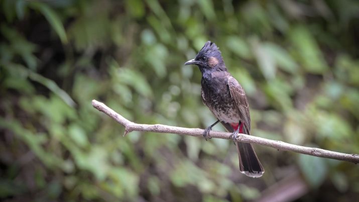 Birdwatching in Bhutan offers not just rare bird sightings but also an immersion in the country's stunning natural beauty