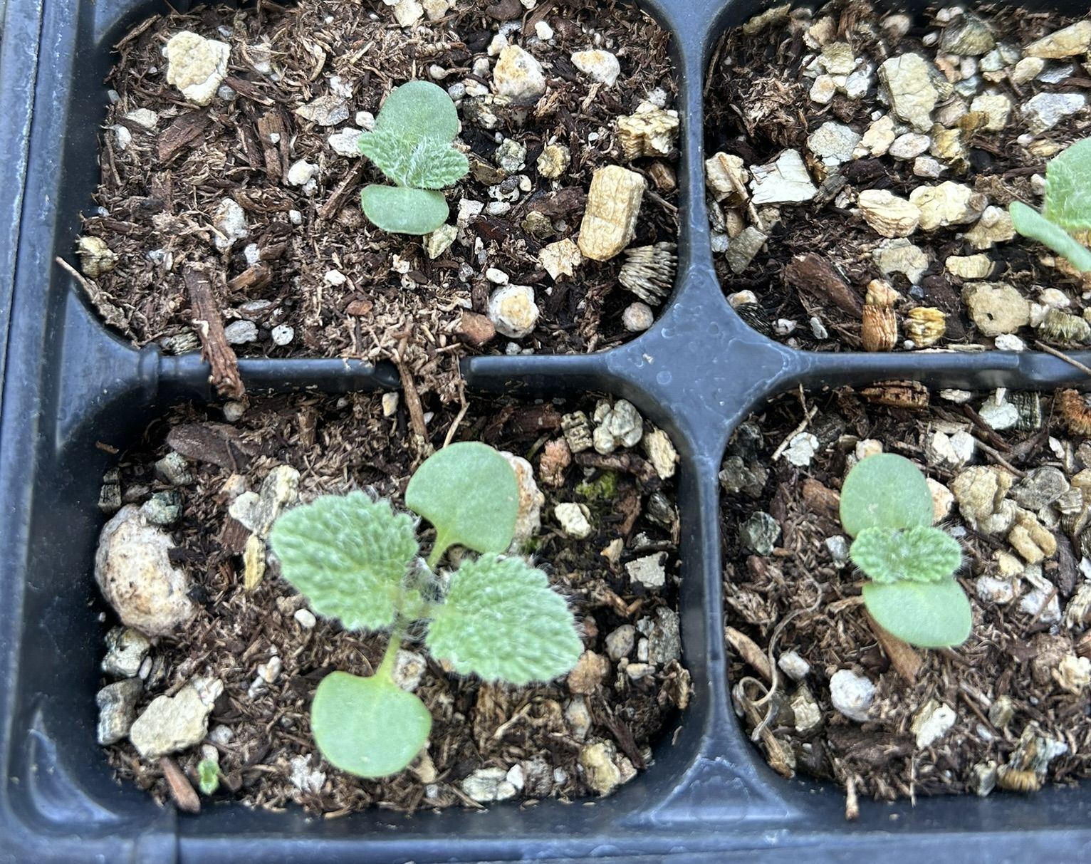 Clary sage seedlings