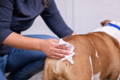 Pet owner wiping their dog's butt with a hygienic pet wipe