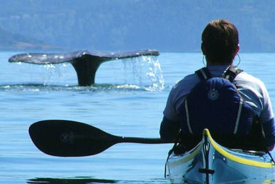 Kayaker watches a whale in the water nearby.