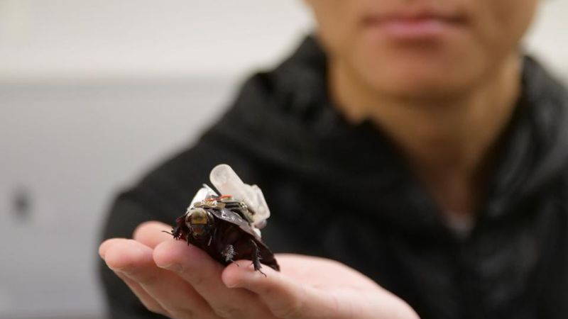 cyborg cockroach