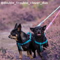 Phoebe & Prudence Travel Dogs Instagram Page