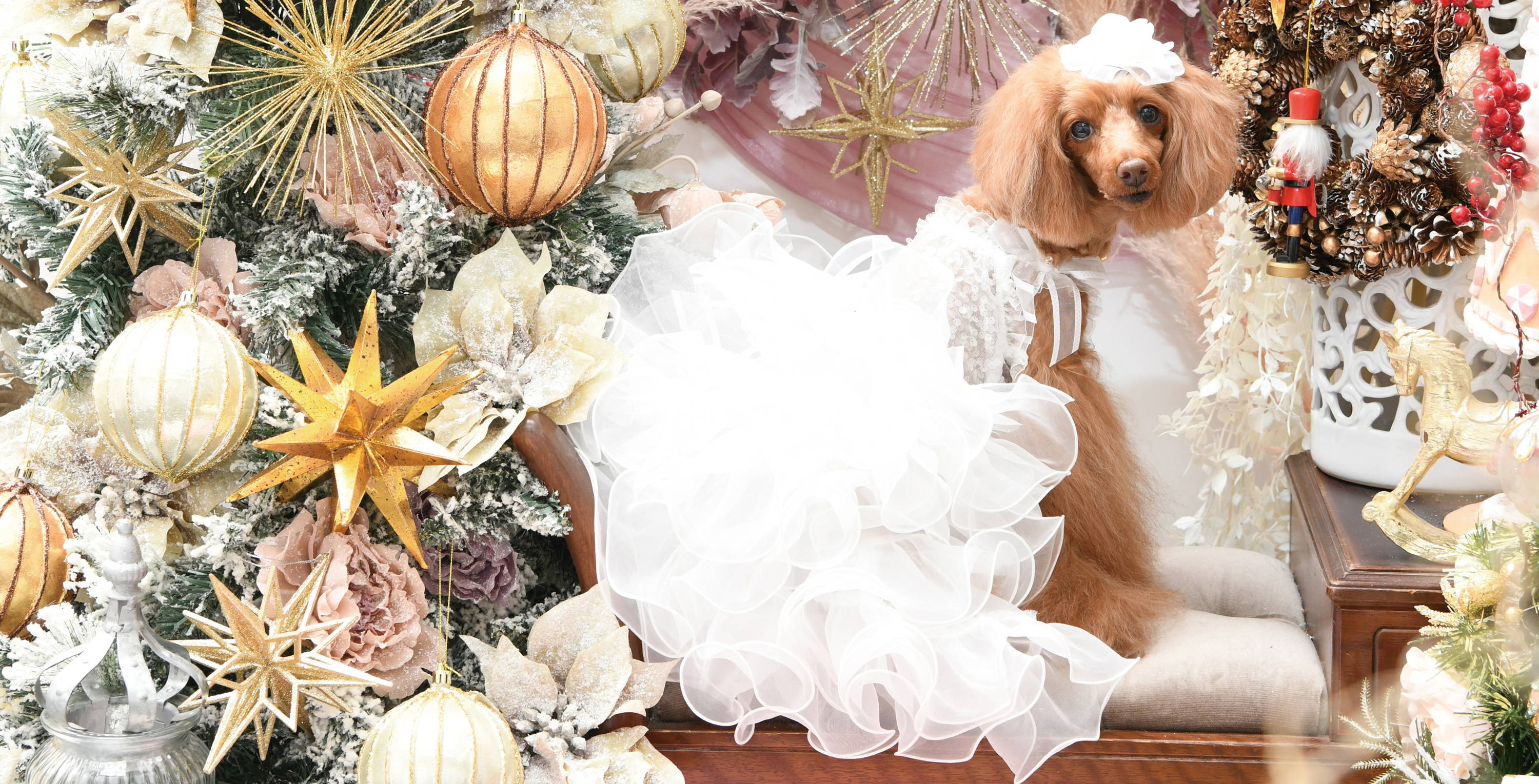 即日発送♡リュクスバーディ☆撮影会やお誕生日♡luxebirdie Luxebirdie（リュクスバーディ）|小型犬とのリュクスな生活を