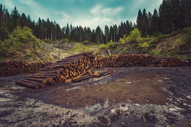 forest that has been cut due to massive deforestation