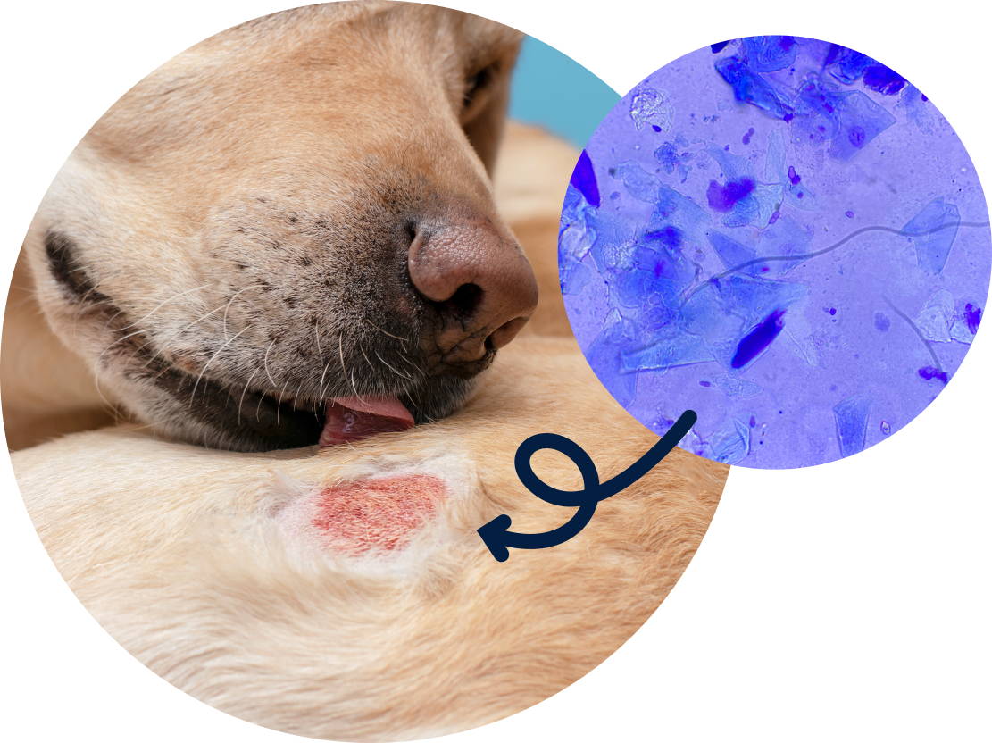 Infographic explaining what yeast is in dogs