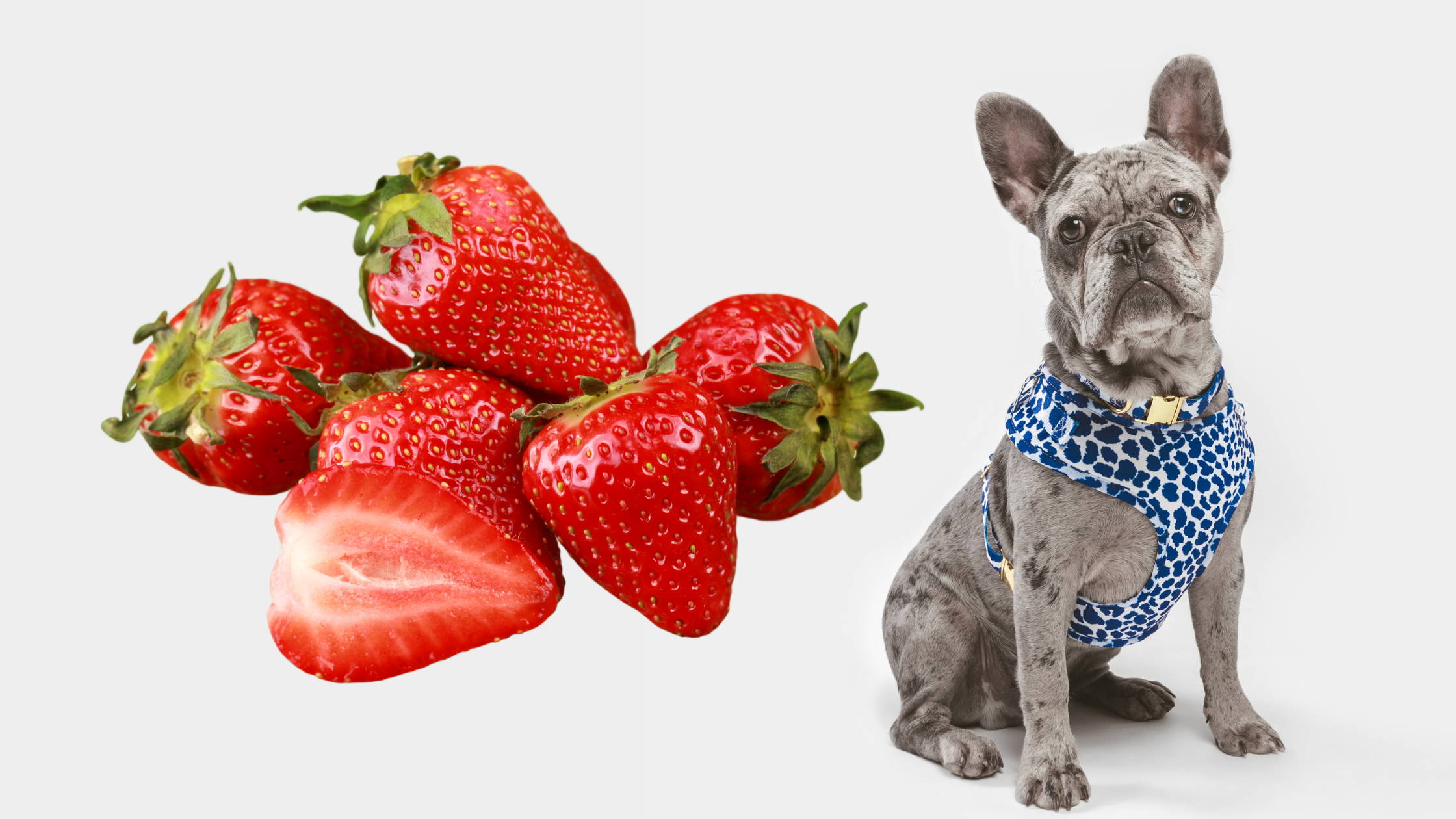 are strawberries bad for frenchies