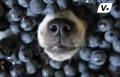 Dogs nose poking out of a pile of blueberries