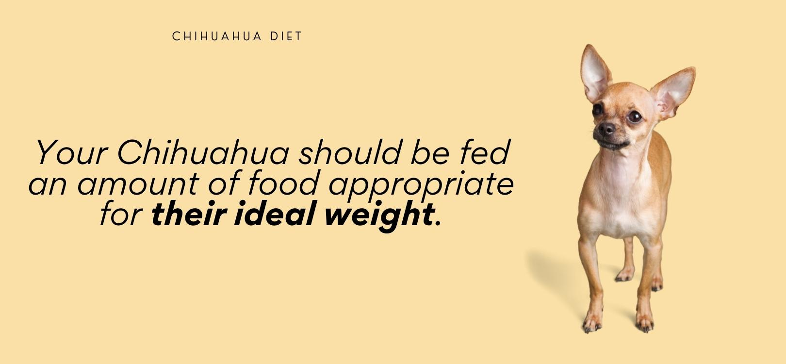 how much food should a chihuahua eat