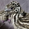 three_day_old_emu_chicks_hatching_eggs_gypsy_shoals_farm