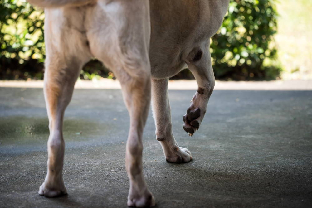 Dog limping and holding up its front right paw while walking