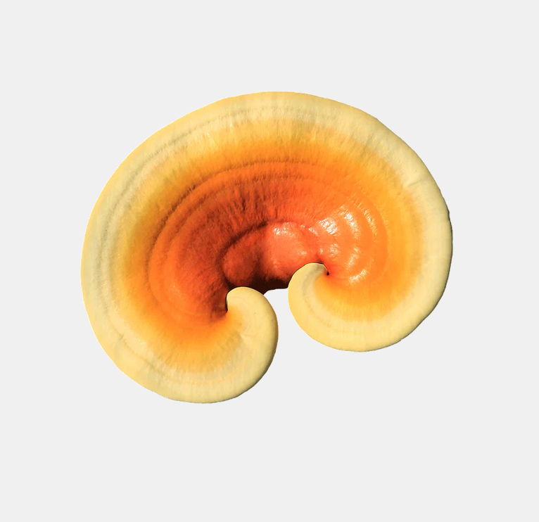 Concentrated Organic Reishi Mushroom Powder - Image 4