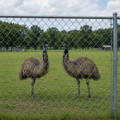 two-emu-in-chain-link-fence-enclosure