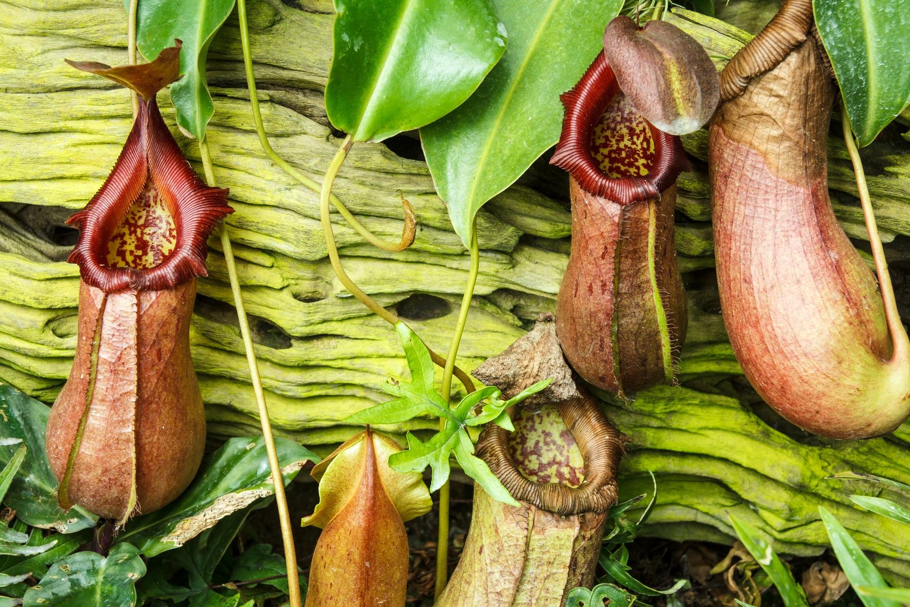 Pitcher Plant Inspires A More Slippery Package