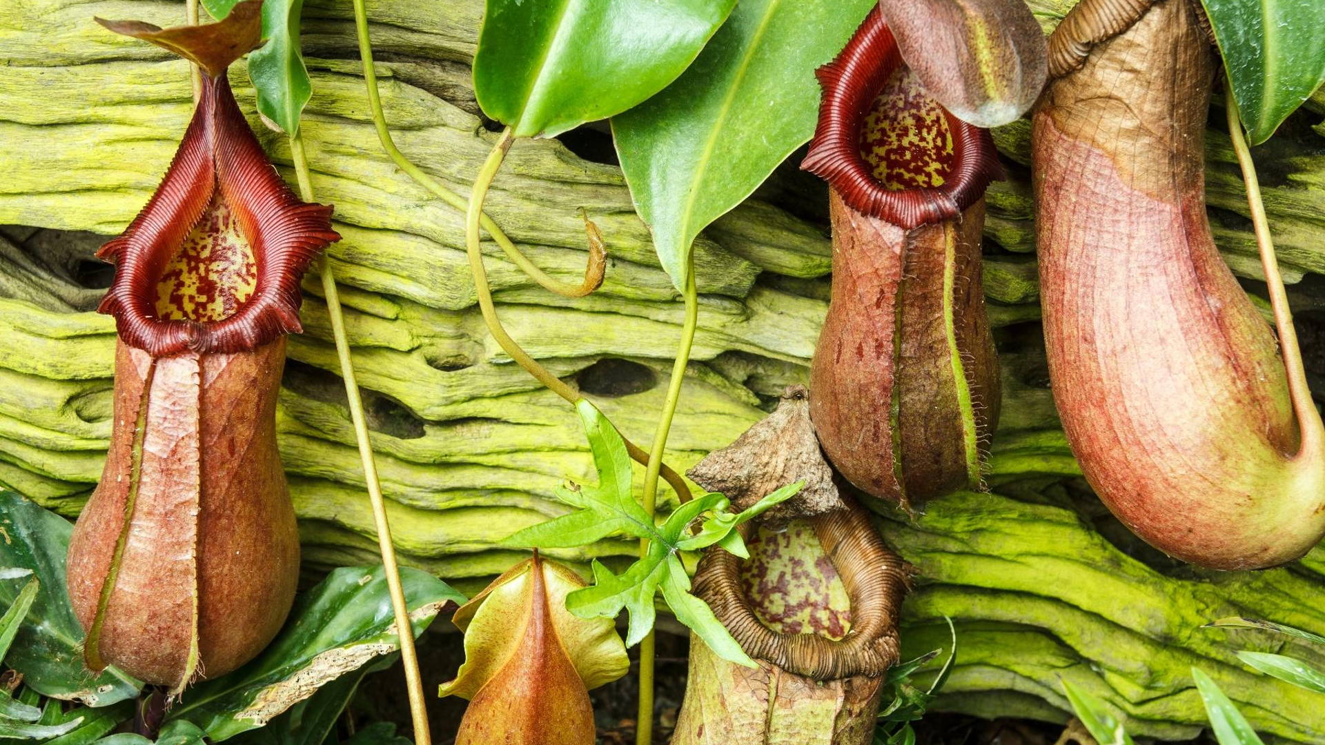 Featured image for Pitcher Plant Inspires A More Slippery Package