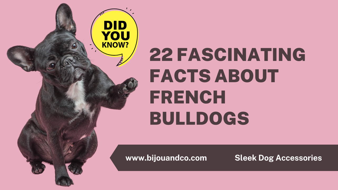 french bulldog facts 