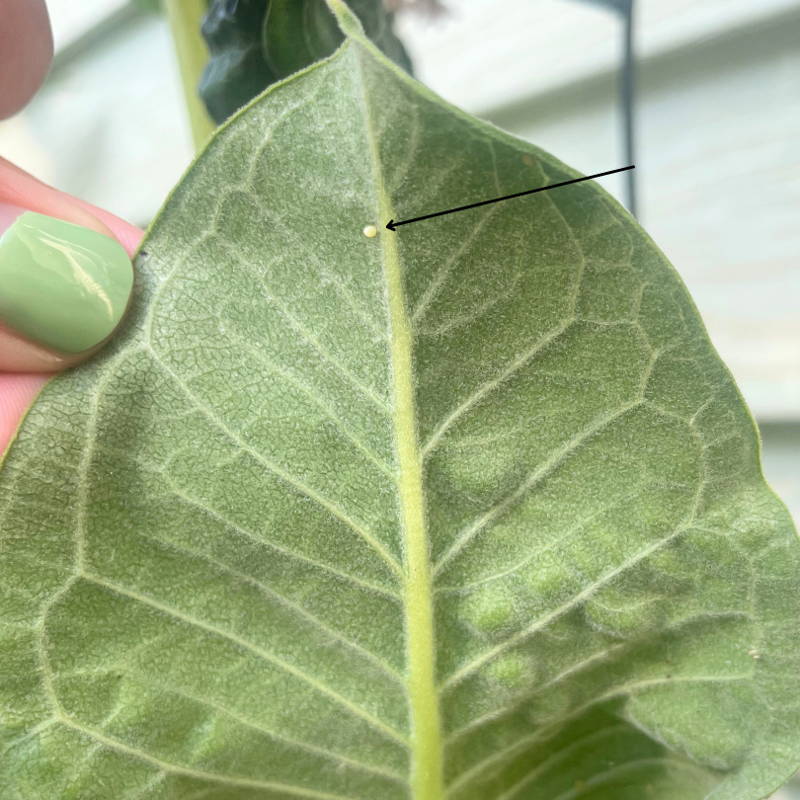 Monarch butterfly egg on a milkweed plant