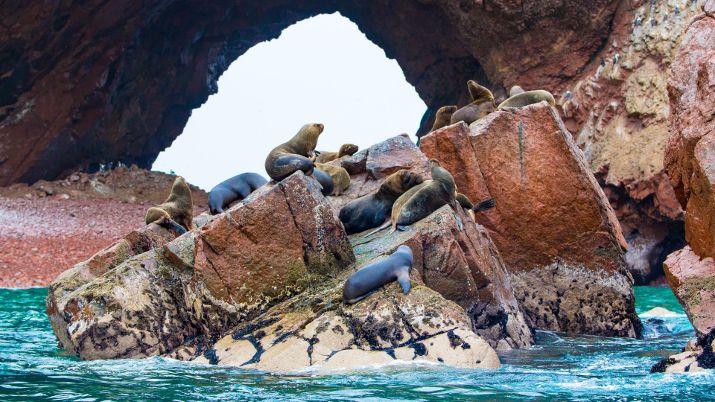 Ballestas Islands are also home to thousands of Peruvian boobies, pelicans, and cormorants, creating a mesmerizing spectacle for birdwatchers