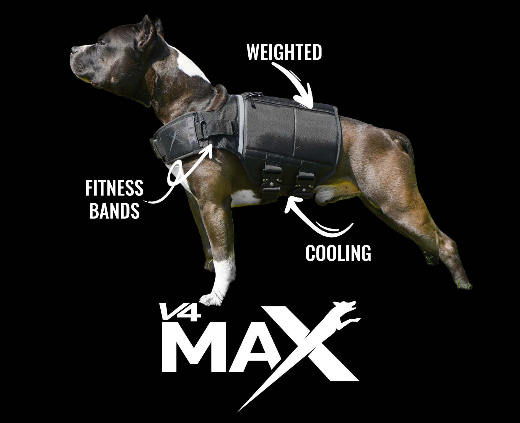 Xdog harness new arrivals
