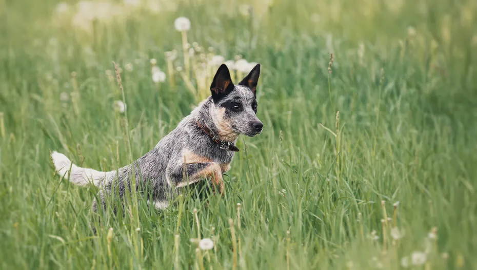 australian cattle dog mix with chihuahua