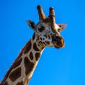 Giraffe against the bright blue sky