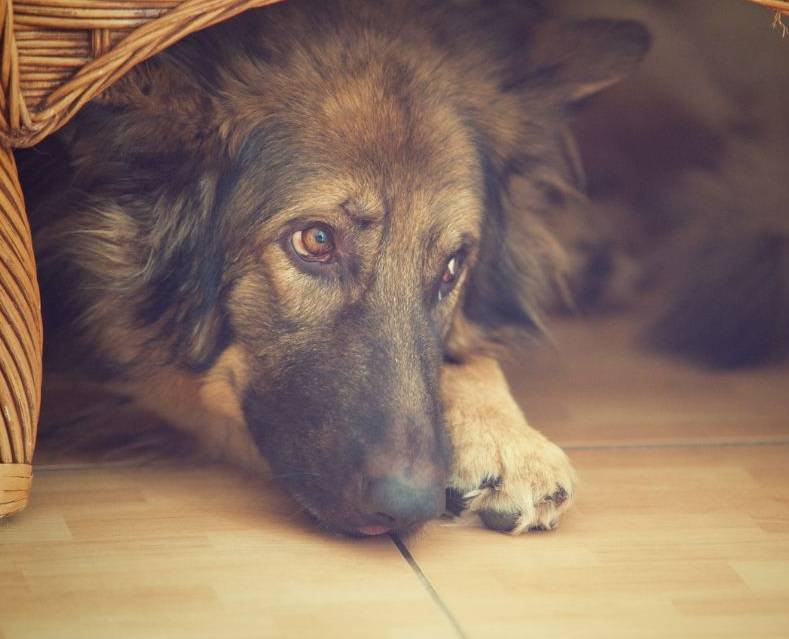 Dog Hide and Seek
