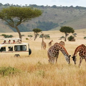 Safari in Krueger National Park