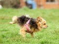 Le chien fait pipi