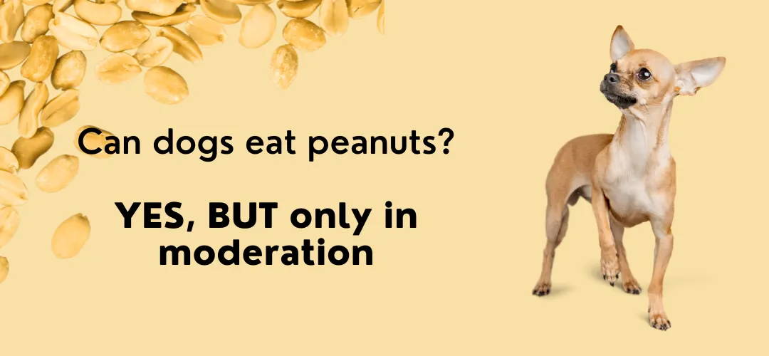 foods dogs can eat