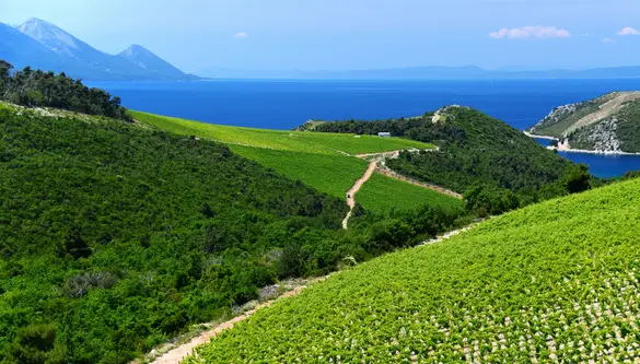 Croatia - Wine Regions | Wine-Searcher