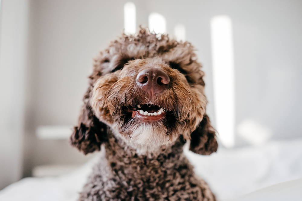 alt="Brown poodle dog smiling at the camera with pearly white healthy teeth"