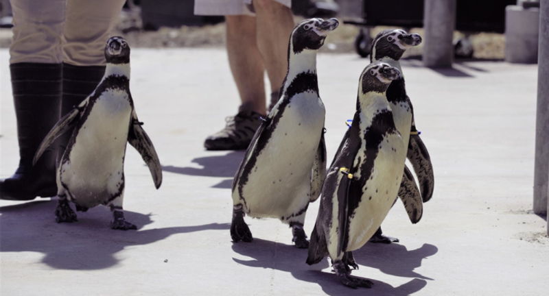 Penguin March at the Zoo