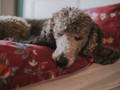 Test de provocation chez le chien
