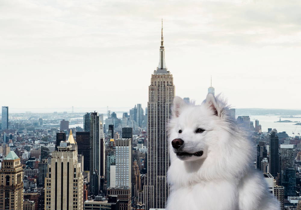 american eskimo chihuahua mix for sale