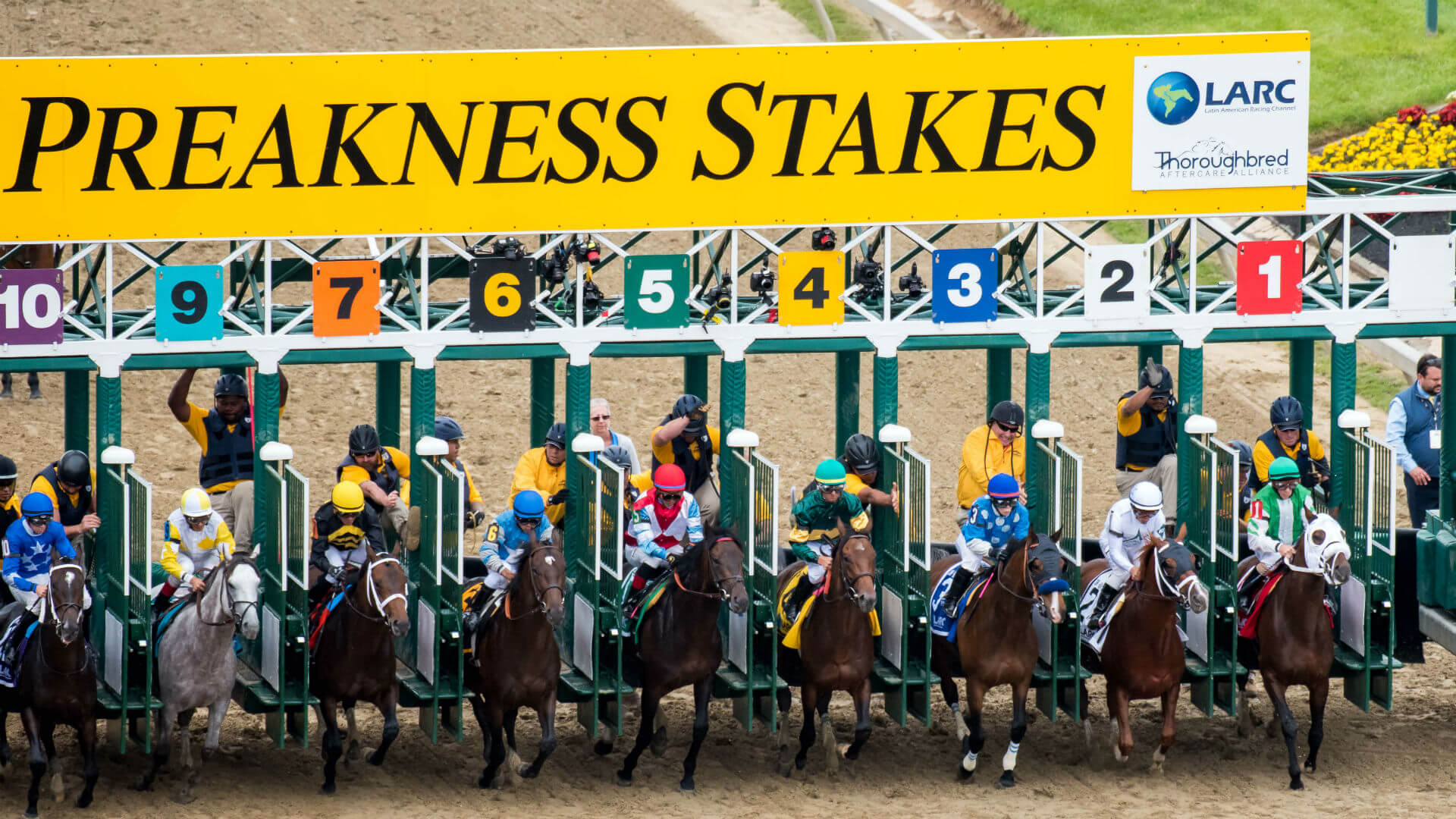 preakness stakes odds