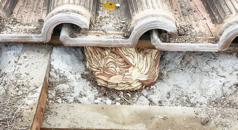Rénovation de la couverture en tuiles romanes d’une villa à Cannes — photo 8 sur 23 — CEG TOITURE